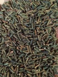 Kali Jiri – वजन घटाने से लेकर शरीर की सफाई तक, जानें चमत्कारी फायदे